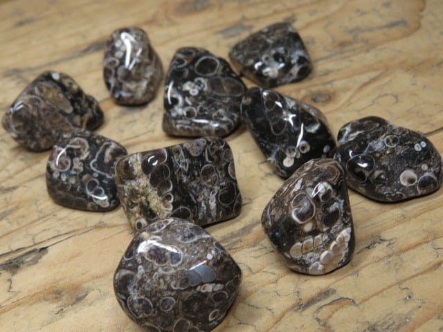 agat turitella * muszlowy * USA