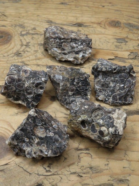 agat turitella * muszlowy