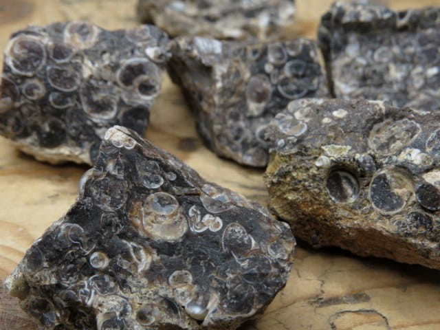 agat turitella * muszlowy