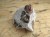 granat w skale kwarcowo-skaleniowej * Namibia