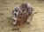 granat w skale kwarcowo-skaleniowej * Namibia