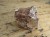 granat w skale kwarcowo-skaleniowej * Namibia