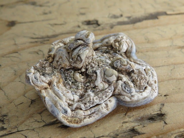 chalcedon - róża chalcedonowa - Brazylia