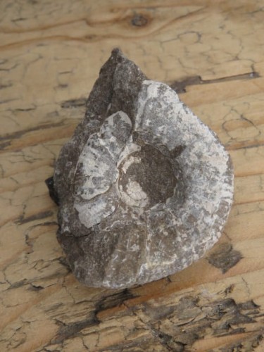 amonit Asphinctites tenuiplicatus * Polska