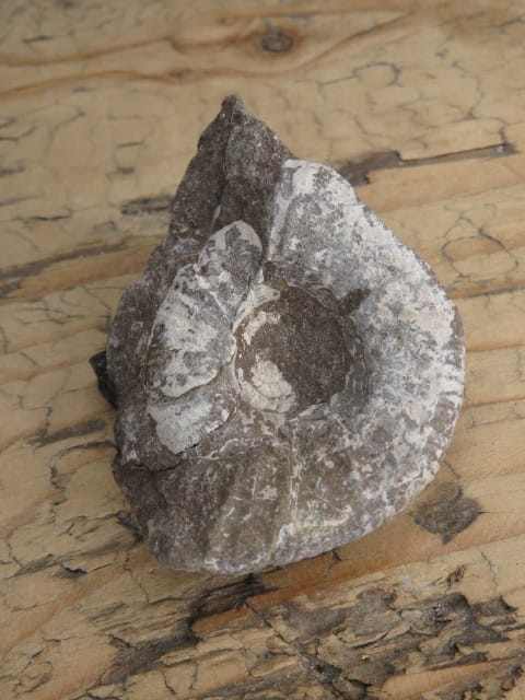 amonit Asphinctites tenuiplicatus * Polska