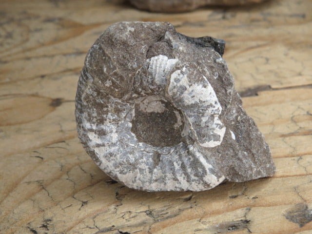 amonit Asphinctites tenuiplicatus * Polska