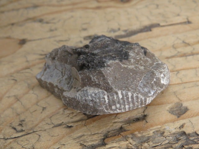 amonit Asphinctites tenuiplicatus * Polska