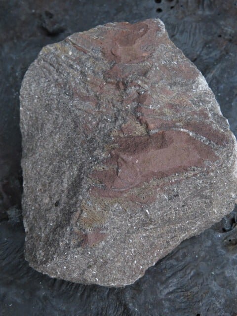 LILIOWIEC - trochity w skale