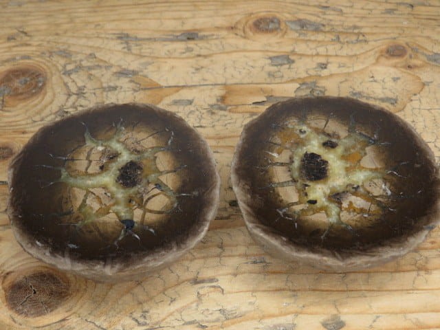 septaria sferosyderyt * syderyt ilasty * Polska - para