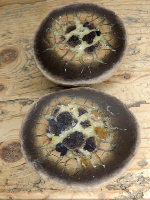 septaria sferosyderyt * syderyt ilasty * Polska - para