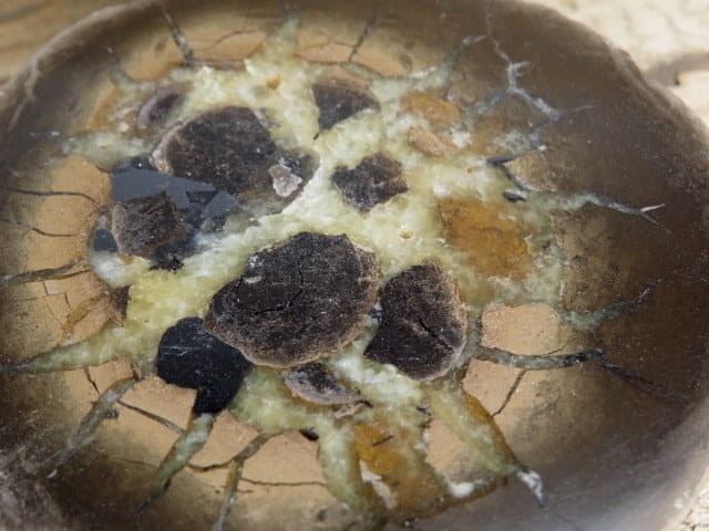 septaria sferosyderyt * syderyt ilasty * Polska - para