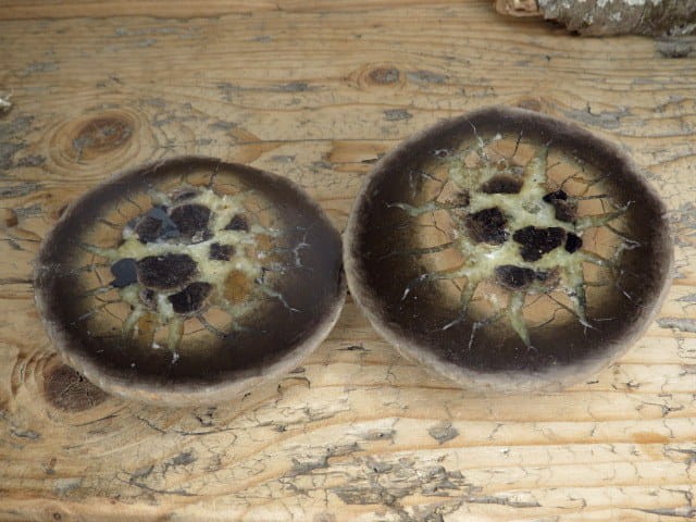 septaria sferosyderyt * syderyt ilasty * Polska - para