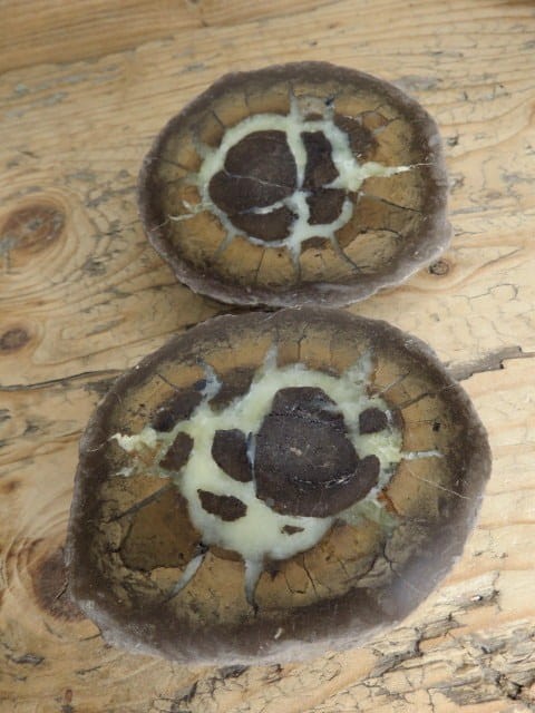 septaria sferosyderyt * syderyt ilasty * Polska - para