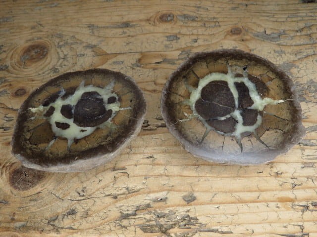 septaria sferosyderyt * syderyt ilasty * Polska - para