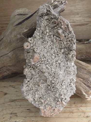 liliowce - trochity w skale - Todowa Grząba