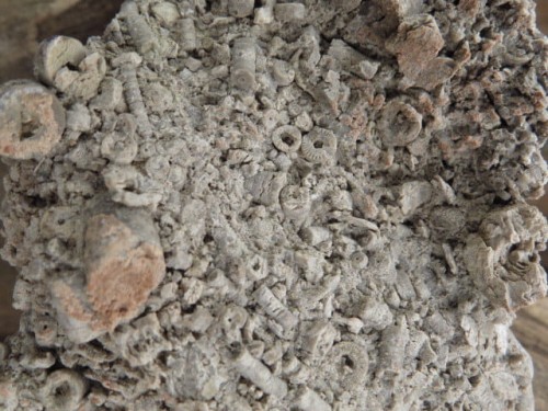 liliowce - trochity w skale - Todowa Grząba