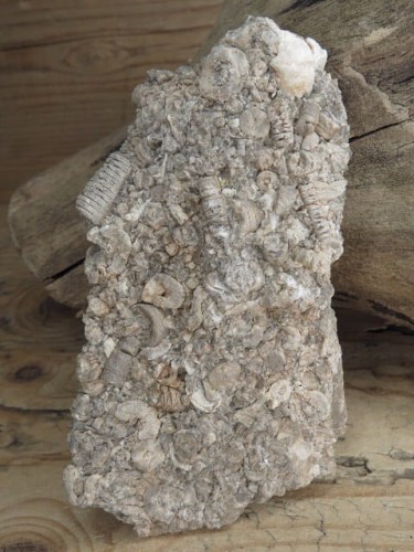 liliowce - trochity w skale - Todowa Grząba