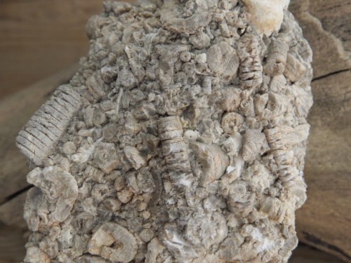 liliowce - trochity w skale - Todowa Grząba