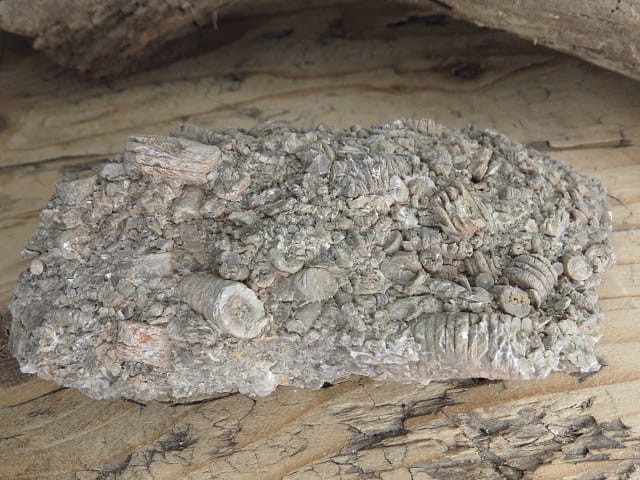 liliowce - trochity w skale - Todowa Grząba