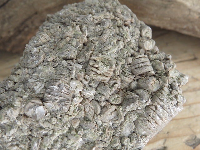 liliowce - trochity w skale - Todowa Grząba