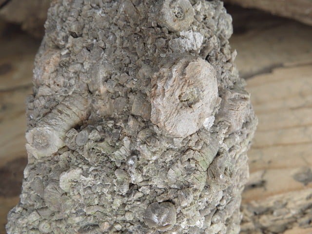 liliowce - trochity w skale - Todowa Grząba