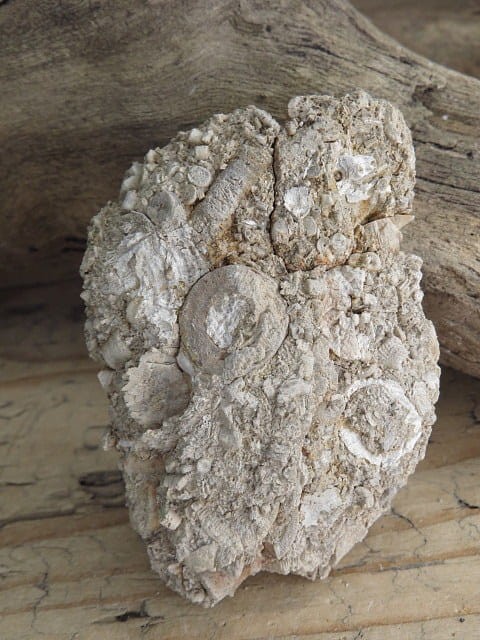 liliowce - trochity w skale - Todowa Grząba