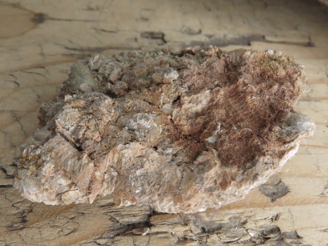 liliowce - trochity w skale - Todowa Grząba