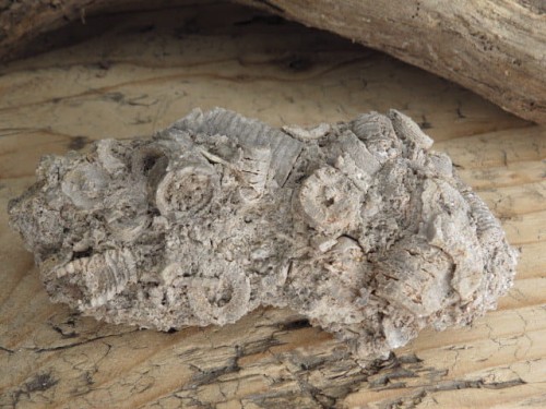 liliowce - trochity w skale - Todowa Grząba