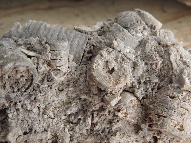 liliowce - trochity w skale - Todowa Grząba