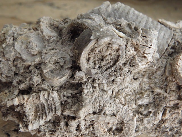 liliowce - trochity w skale - Todowa Grząba