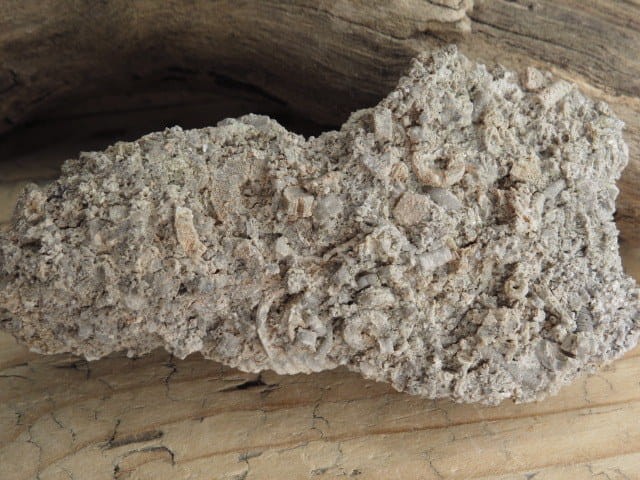 liliowce - trochity w skale - Todowa Grząba