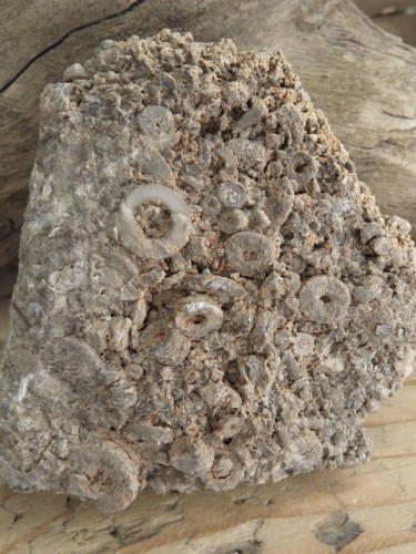 liliowce - trochity w skale - Todowa Grząba