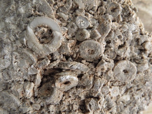 liliowce - trochity w skale - Todowa Grząba