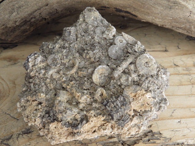 liliowce - trochity w skale - Todowa Grząba