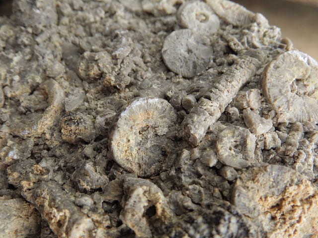 liliowce - trochity w skale - Todowa Grząba