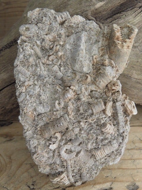 liliowce - trochity w skale - Todowa Grząba