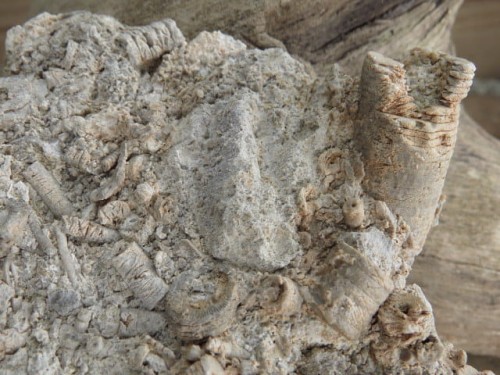 liliowce - trochity w skale - Todowa Grząba