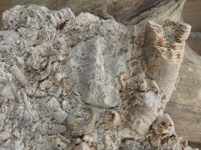 liliowce - trochity w skale - Todowa Grząba