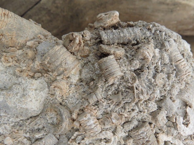 liliowce - trochity w skale - Todowa Grząba