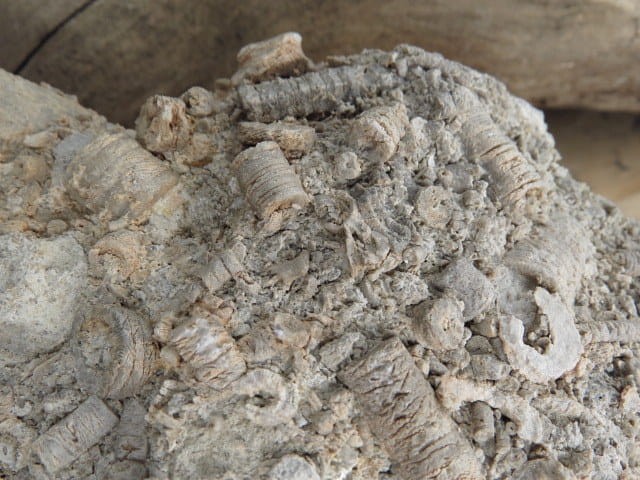 liliowce - trochity w skale - Todowa Grząba