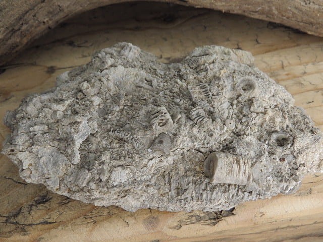 liliowce - trochity w skale - Todowa Grząba