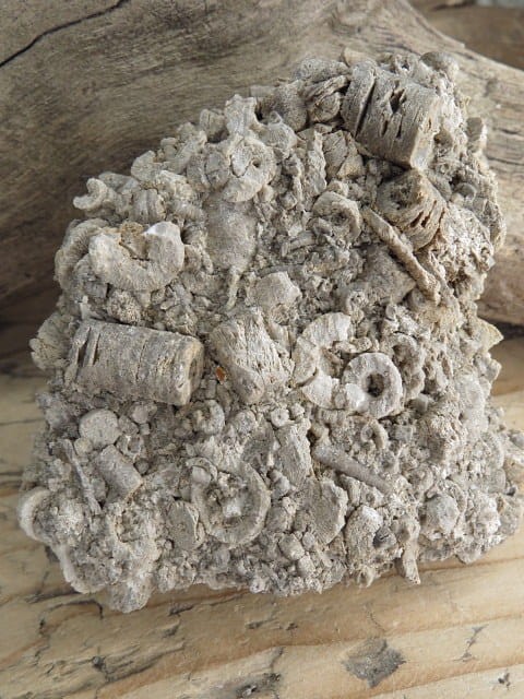 liliowce - trochity w skale - Todowa Grząba