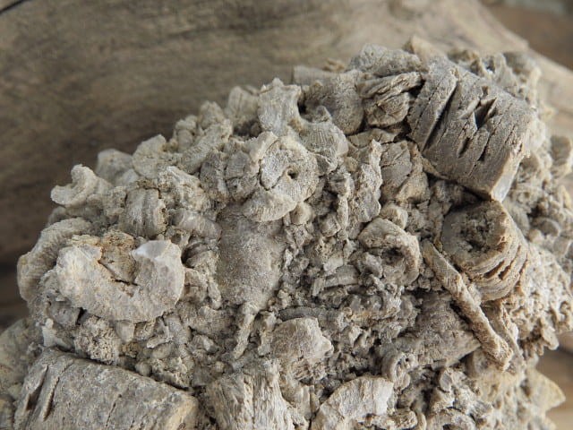 liliowce - trochity w skale - Todowa Grząba