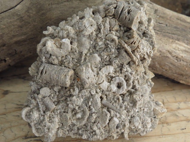 liliowce - trochity w skale - Todowa Grząba