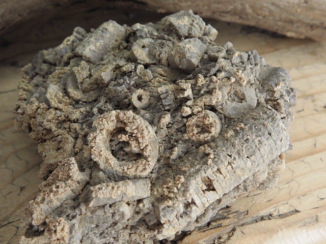 liliowce - trochity w skale - Todowa Grząba