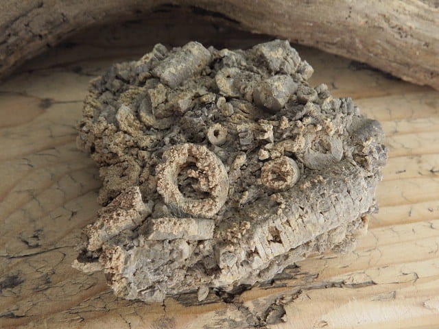 liliowce - trochity w skale - Todowa Grząba