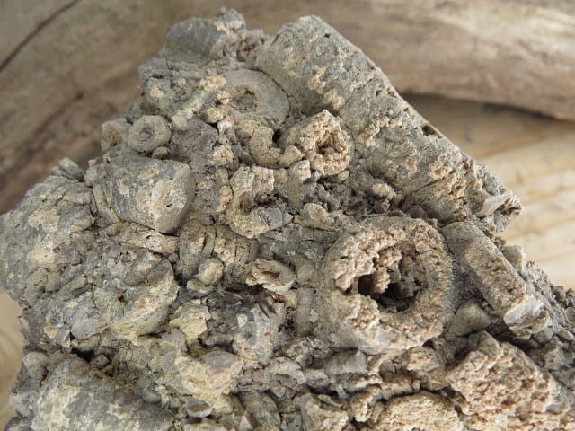 liliowce - trochity w skale - Todowa Grząba