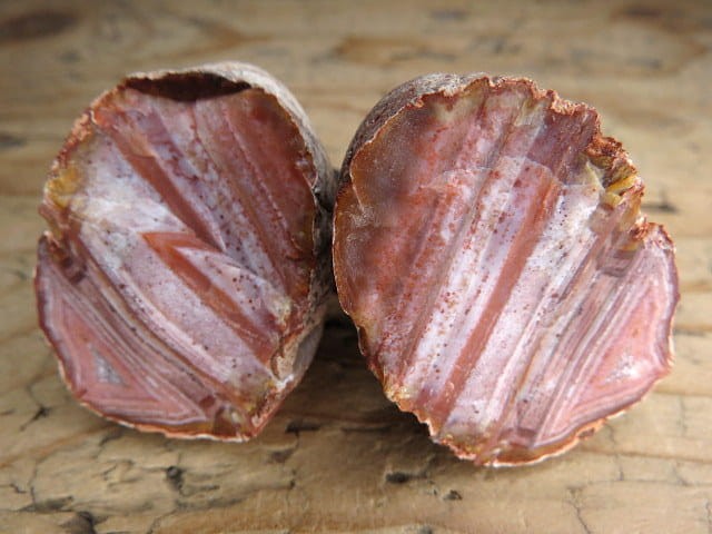 agat rzeczny Brazylia