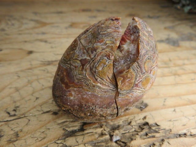 agat rzeczny Brazylia