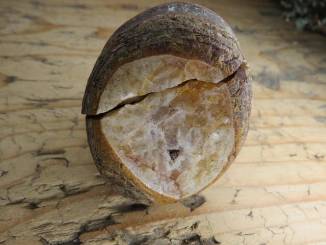 agat rzeczny Brazylia